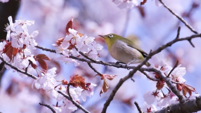 5月4日 野鳥・動物