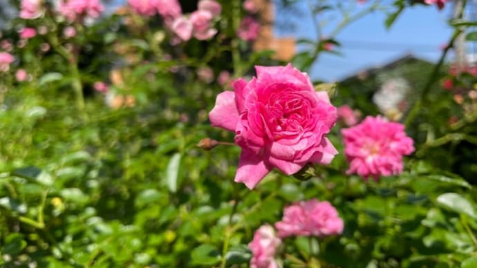 5月は薔薇の季節