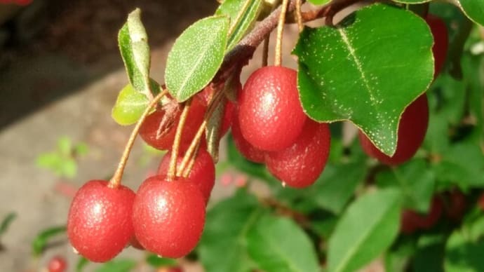 唐茱萸、梅、枇杷、柿の果実 観音山