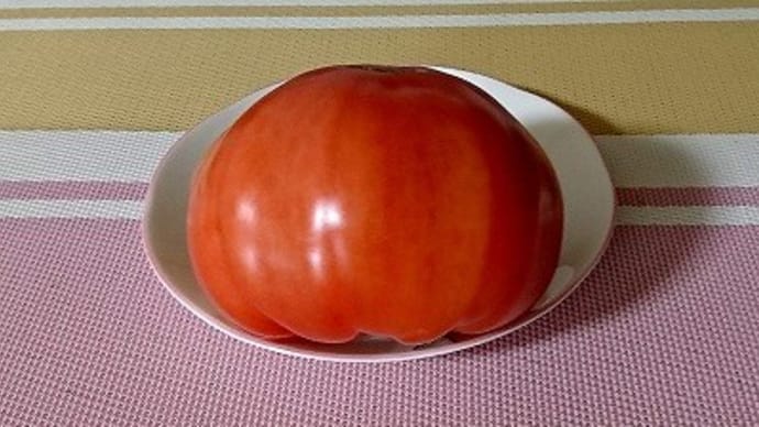 一山麻緒の独走をしり目に、私はトマト遊びをしてます。