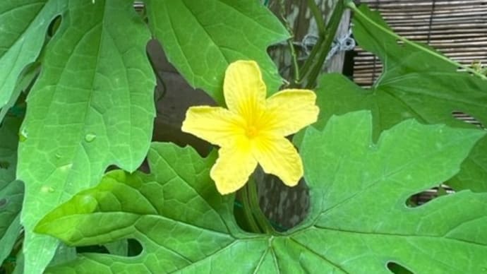 その後のアバシゴーヤ(雄花咲く)