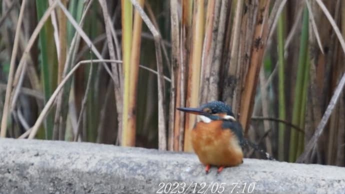 カワセミ探し&散歩