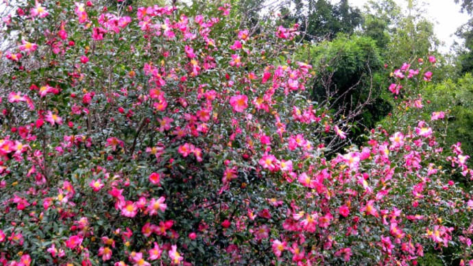 晩秋の花木と言えばサザンカですね。キヅタ、チャノキ、他。