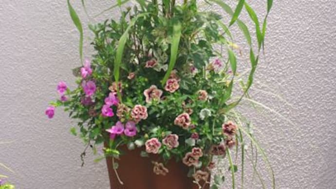 ミレット・パープルマジェスティの鉢植え