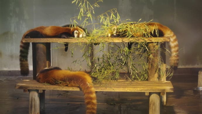 動物園に行こう