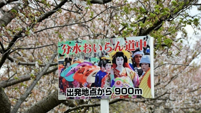 さくら狩り 新潟県燕市五千石 つばめ桜まつり:大河津分水桜並木(4)116号線大河津橋を越えて