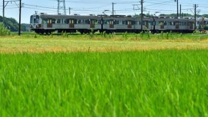 夏の田んぼ