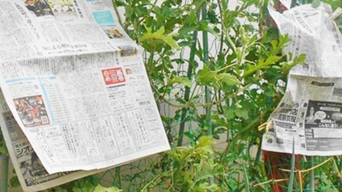 <我が家の菜園452> 吊るしスイカに酷暑対策