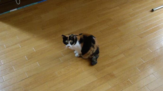 新しい街でもぶどう記録;第452週