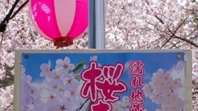 桜満開の室生ダムへ