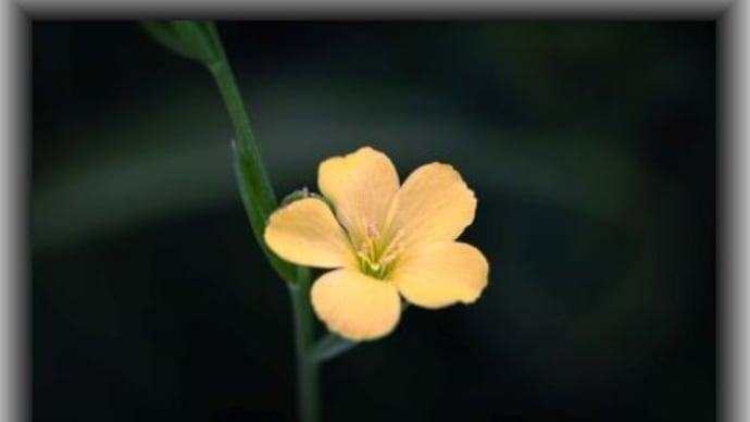キバナノマツバニンジン　コウの花図鑑