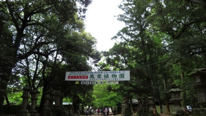 萬葉植物園で藤を見る～奈良散歩2024/4下旬（4）