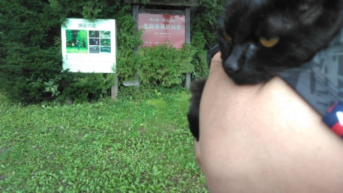 猫まみれ