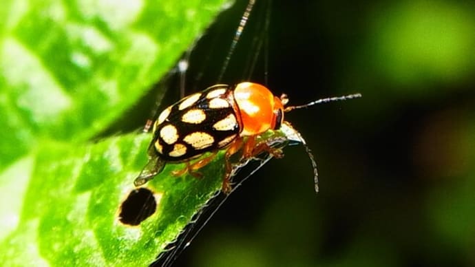 キボシツツハムシ Cryptocephalus perelegans :3年目に生きた個体に!