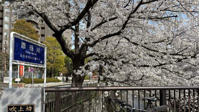圧巻! 恩田川の桜 ご近所の川沿いルートをお花見ポタ