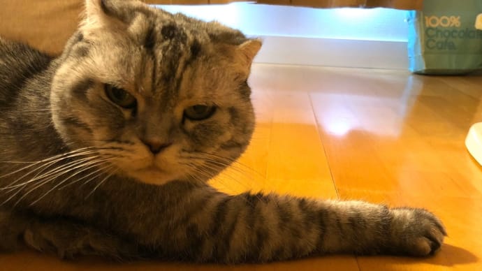 やっぱり猫が好き