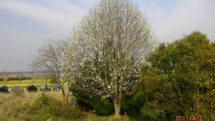 印旛沼の花だより