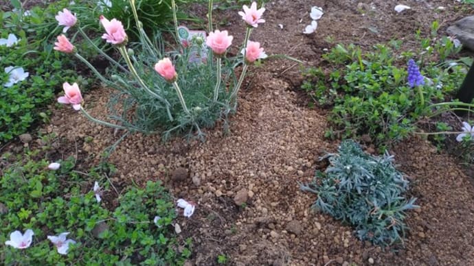 プリムラ&鉢花を庭植えに