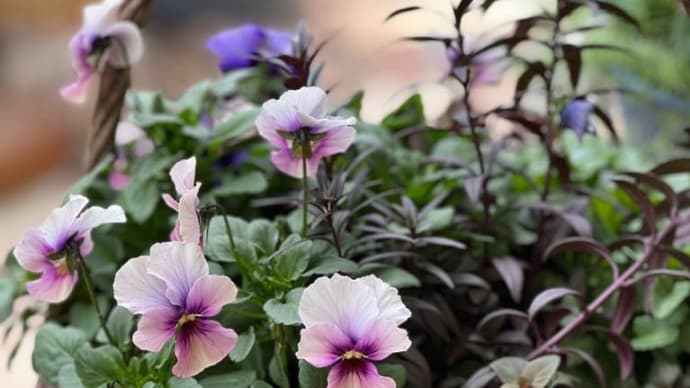 草花は癒やし