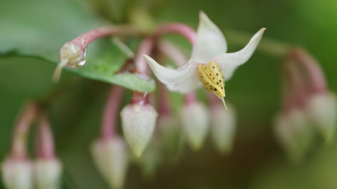 ●我が家の7月の花(19) マンリョウの花 ナスの花 アサガオ ジニア ムクゲ 雨