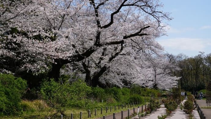 4月の神代植物公園・桜