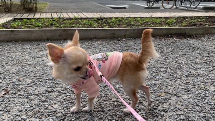 かあちゃんの一日。