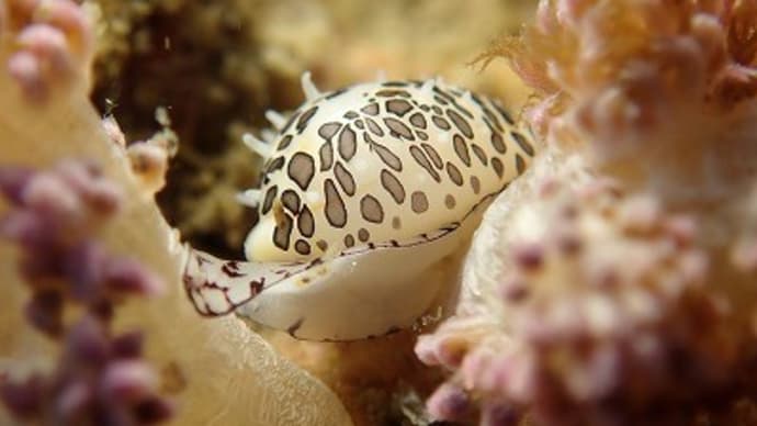 ✬✬九十九島の生き物たち✬✬