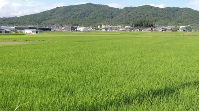 「鳴谷渓谷・鳴谷の石床」と鏡山登山~蒲生郡竜王町~