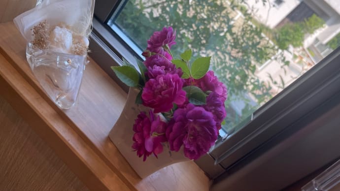 我が家で咲いた薔薇🌹