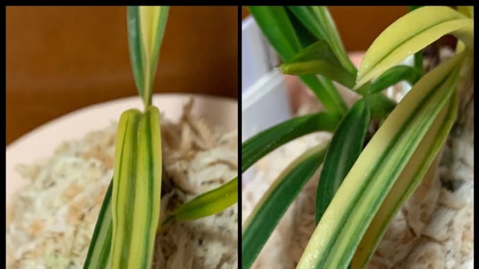 高知宝と土佐錦