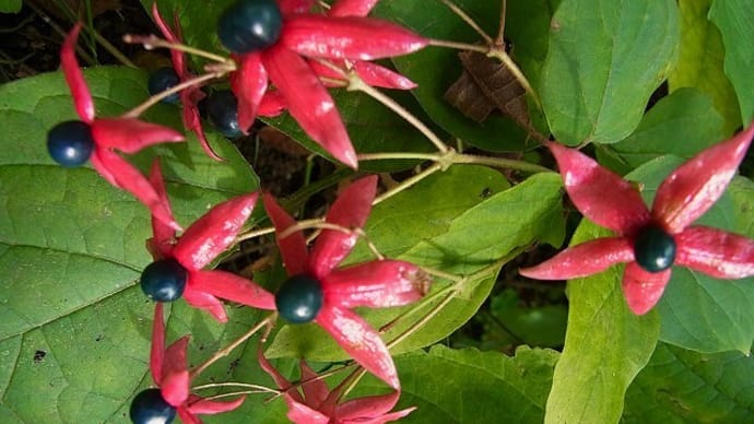 クサギ(臭木)の実・ナンキンハゼ(南京櫨)の実・ハナヒョウタンボク(花瓢箪木)の実・紅葉・ウマバエ?俳句鑑賞