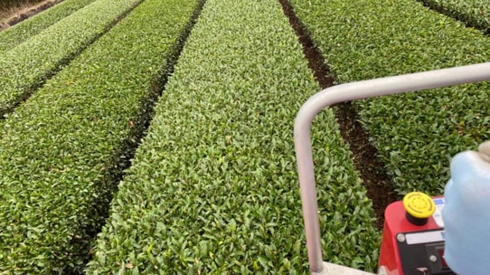 乗用から🌱