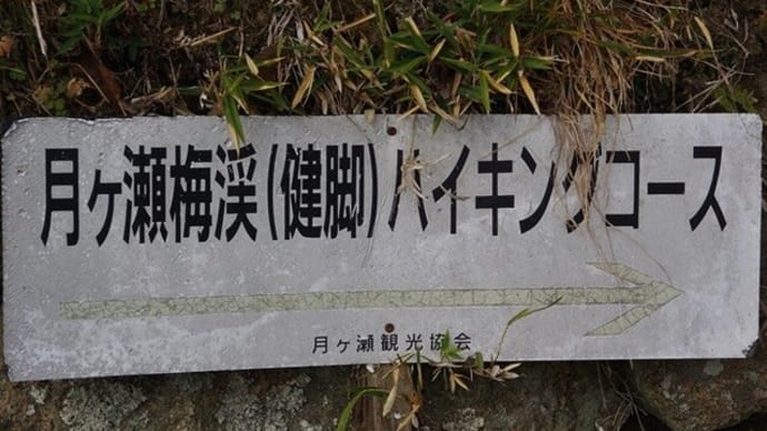 月ケ瀬梅林は花盛り