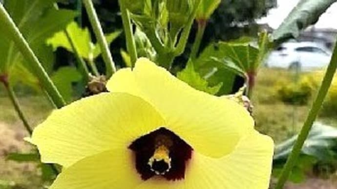 コンパニオンプランツのマリーゴールドと美しすぎるオクラの花と秋の味覚*栗の実を収穫したとですッ(=゚ω゚)ノ