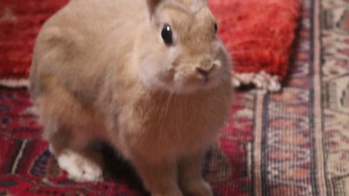 うさぎ学長!わちゃまる君!(その71)甘えん坊な、わちゃまる君