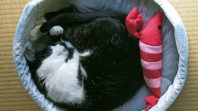 疲れがとれません