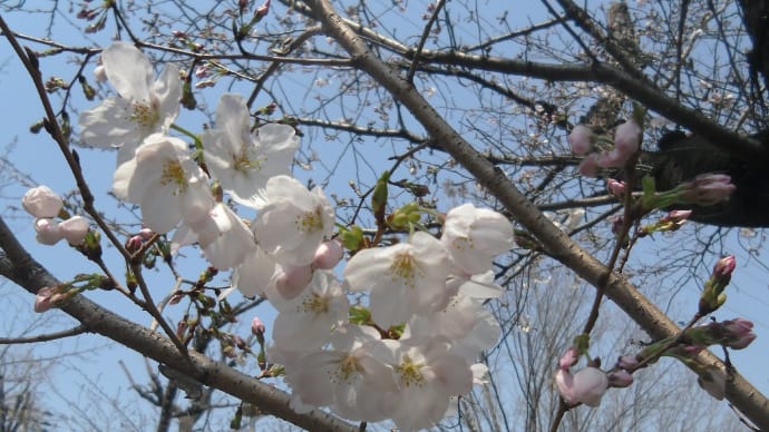 きょうの風景 ・・・ 3月26日 染井吉野が咲いていた大野川緑道