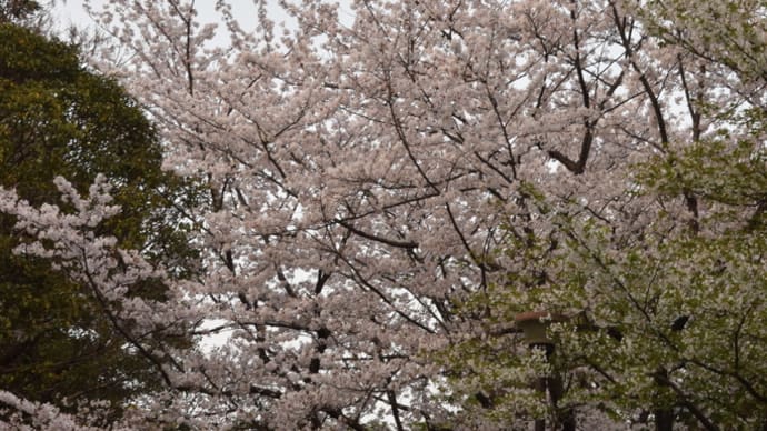 手向山公園の桜 手向砲台跡 武蔵小次郎の碑