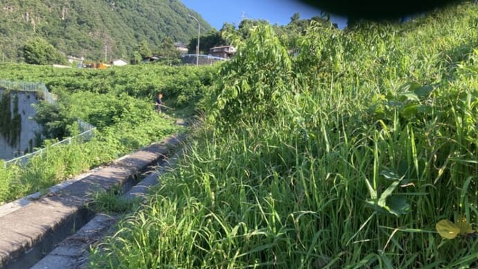 浅川ダム下流土手の草刈り、夕方の入道雲