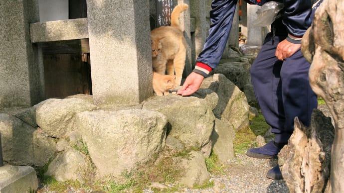 光と影~東寺で生きていた猫たち カリカリのおじちゃんと缶詰のおばちゃん