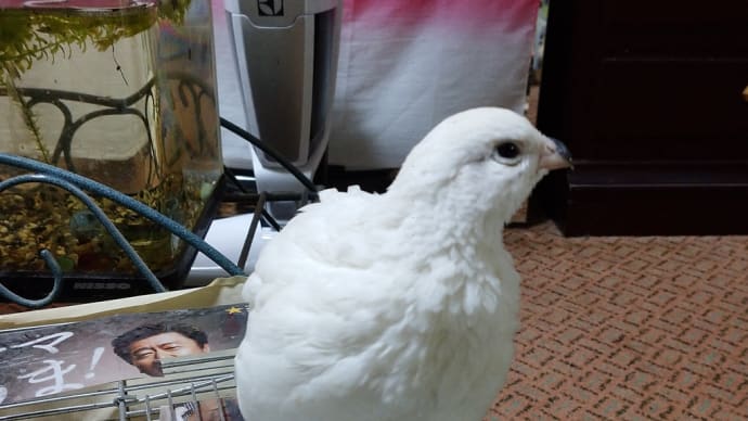暑くなって絶好調