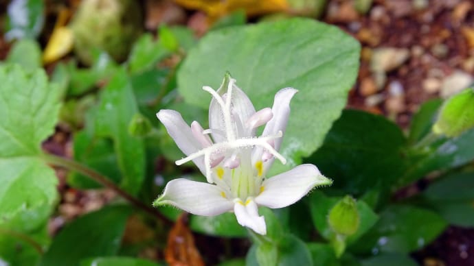 白花ホトトギス咲く