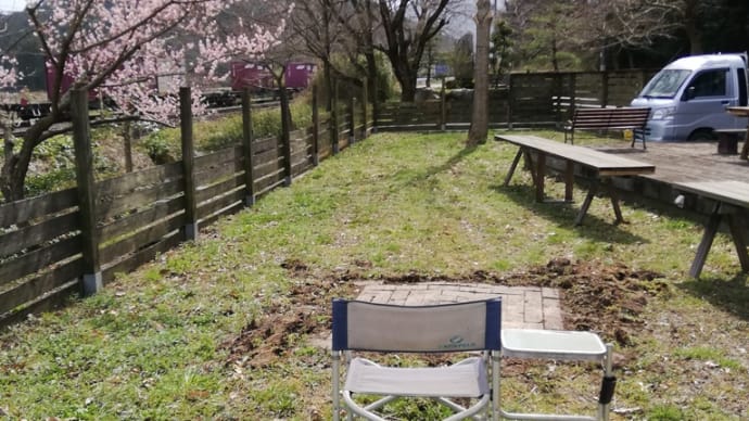 春が来た 天の川キャンプ場の梅の花が満開2021.3.20撮影