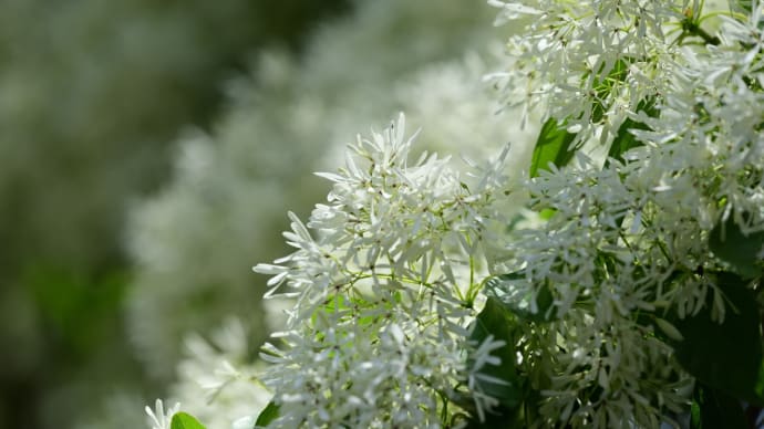 沙沙貴神社　なんじゃもんじゃの花　２