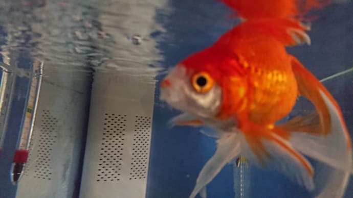 金魚水槽を上下入れ換えました
