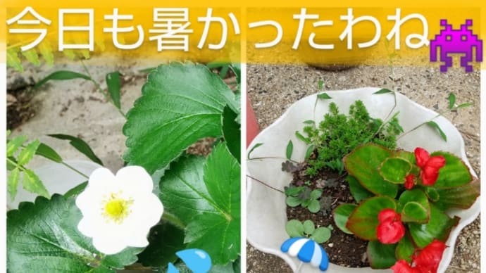 君らのコードネームは?(土曜日Bクラス)⑤