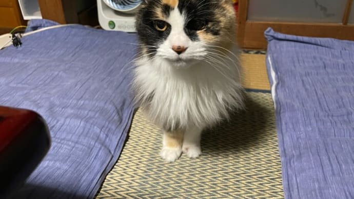 猫にも選ぶ権利がある?