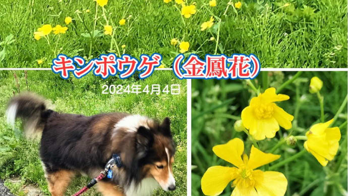 小次郎と春の草花－キンポウゲ（金鳳花）－