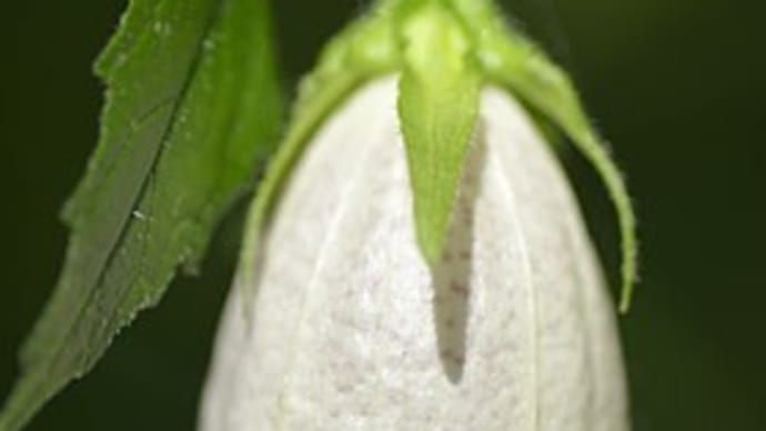わち山野草の森2022.6(1)
