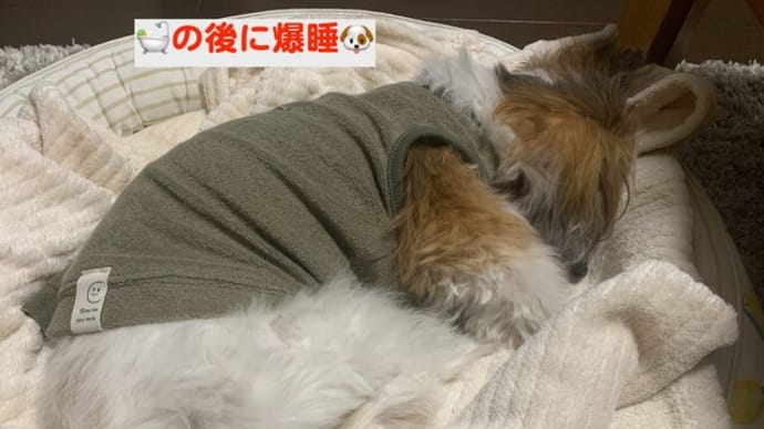 GFの略。